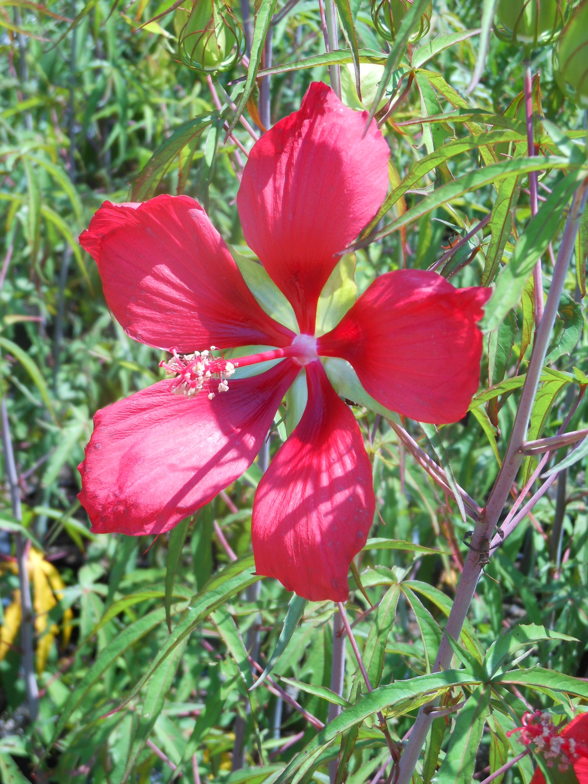 Hibiscus coccineus Scarlet Rosemallow